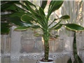 dracena